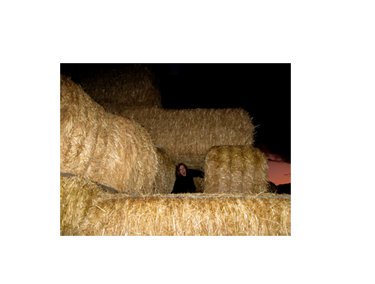 hay