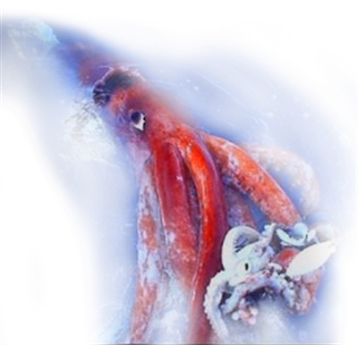 colossal squid