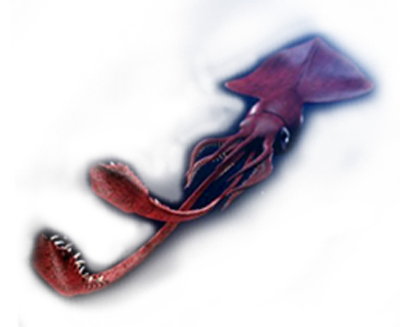 giant squid