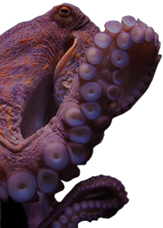 Large octopus